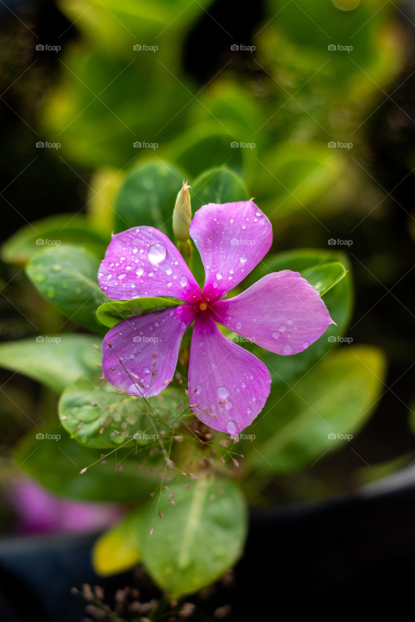 Catharanthus roseus, commonly known as bright eyes, Cape periwinkle, graveyard plant, Madagascar periwinkle, old maid, pink periwinkle, rose periwinkle, is a species of flowering plant in the dogbane family Apocynaceae.