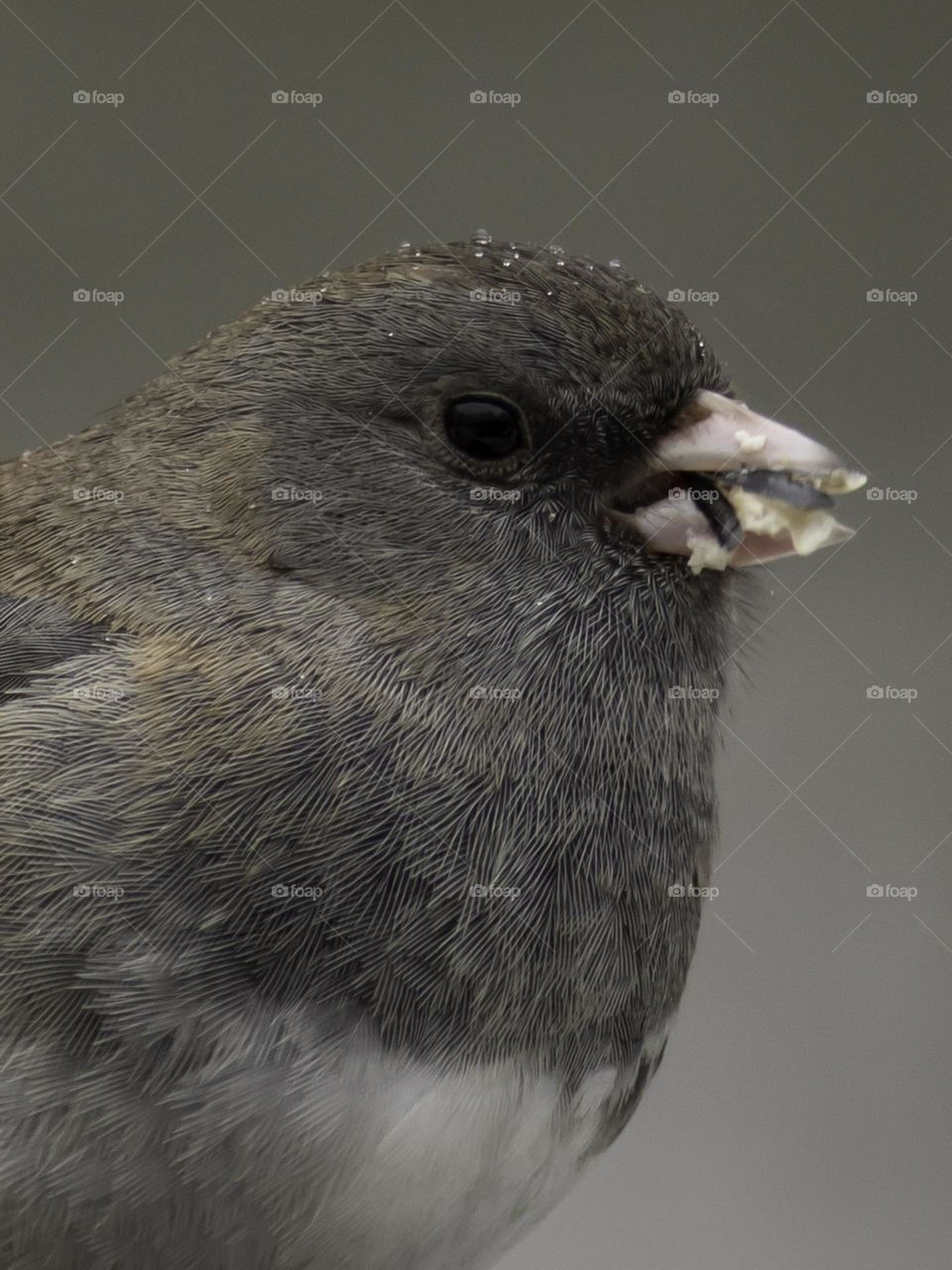 Close up of a Dark-Eyed Junco eating a sunflower seed