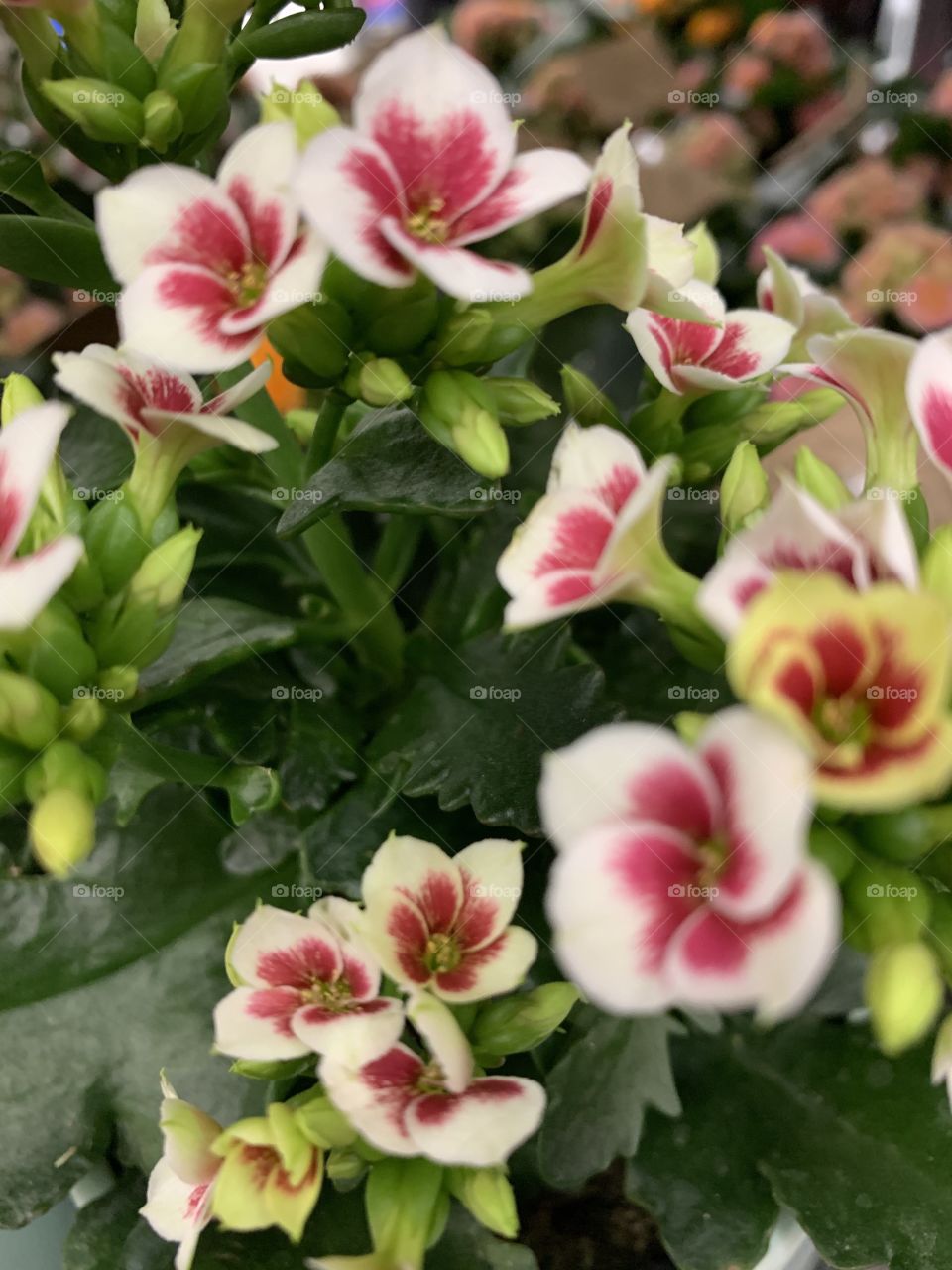 Close up of flowers