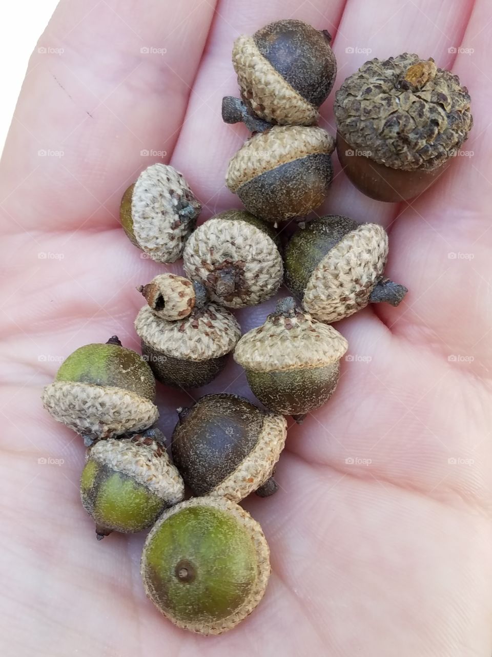 so many acorns