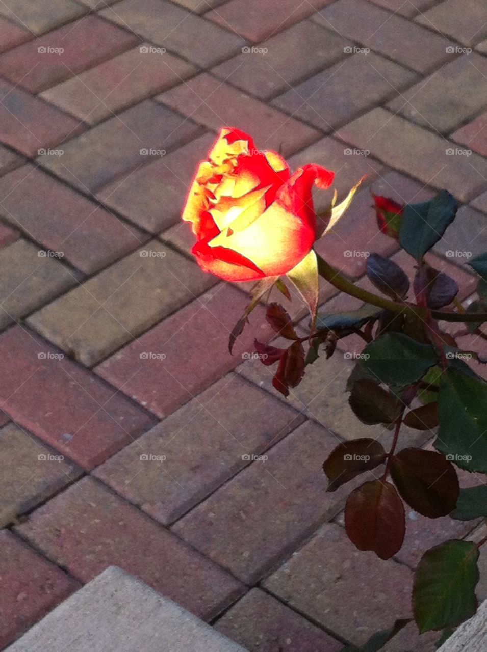 Sunrise rose. The sun reflecting off of my red roses