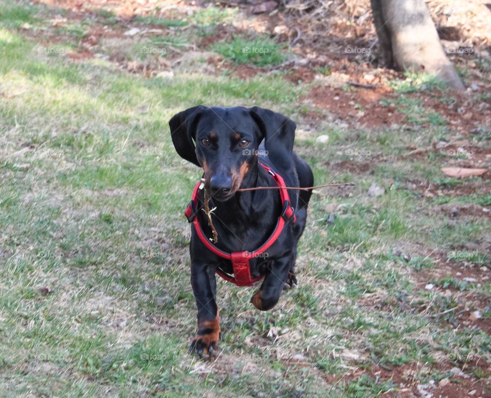 Dog playing