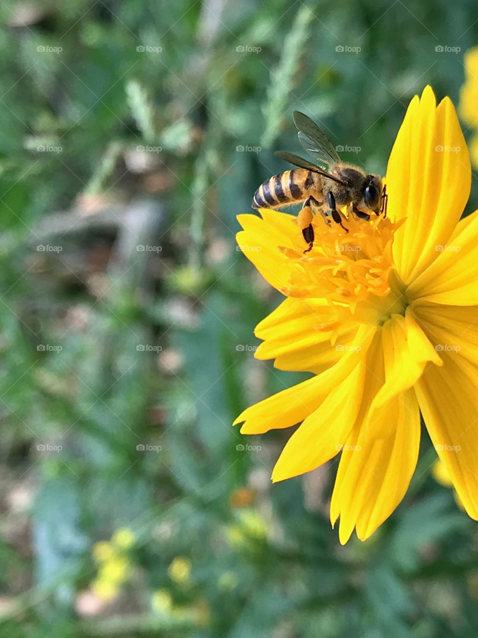 Big bee is ready for pollen, mexican aster upcountry Thailand