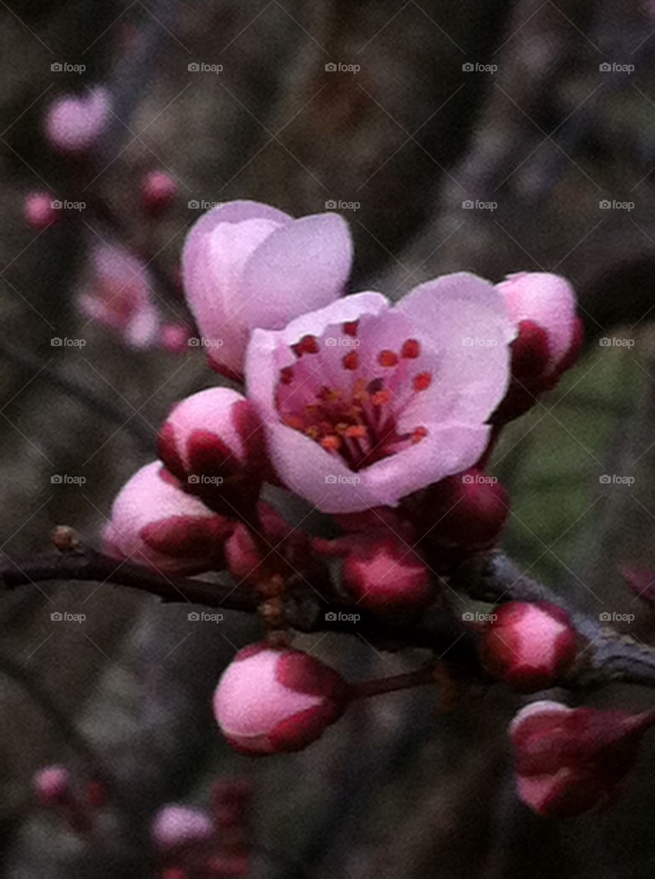 Spring is Bursting Forth