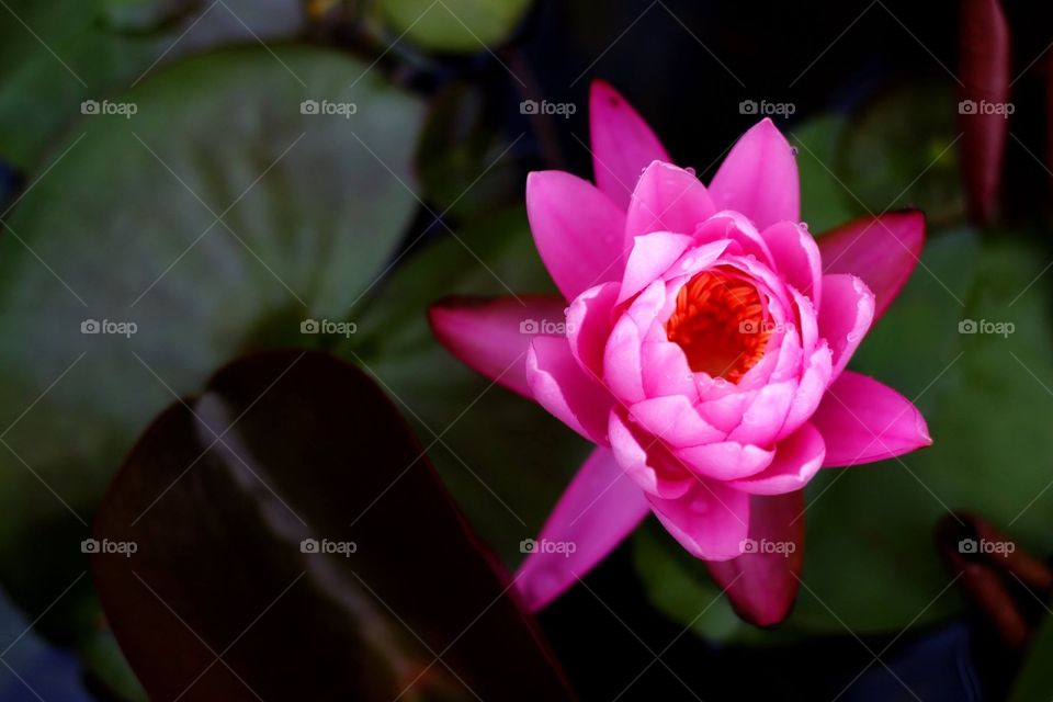 Pink lotus flowers 
