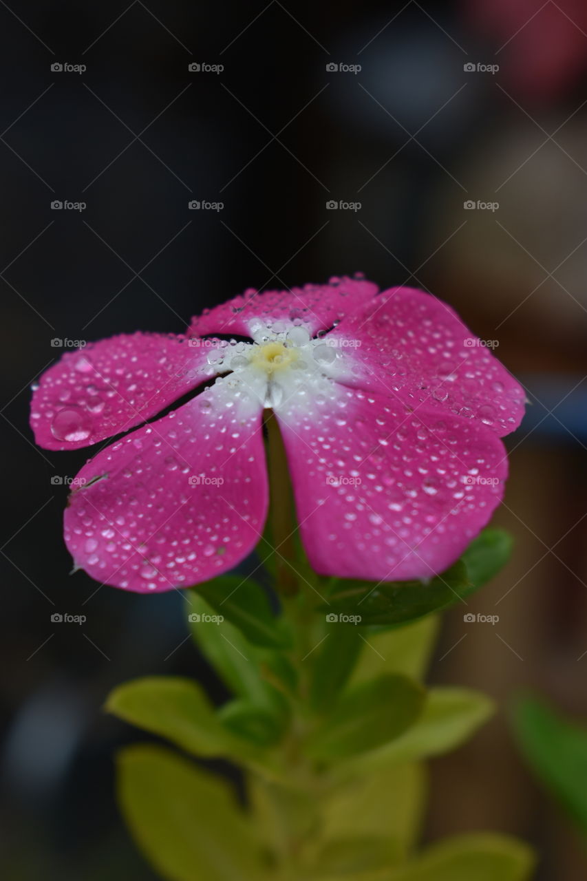 morning mist on a flower