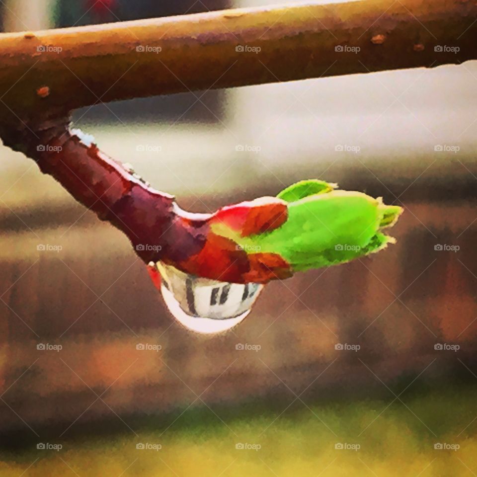 Water drops on bud