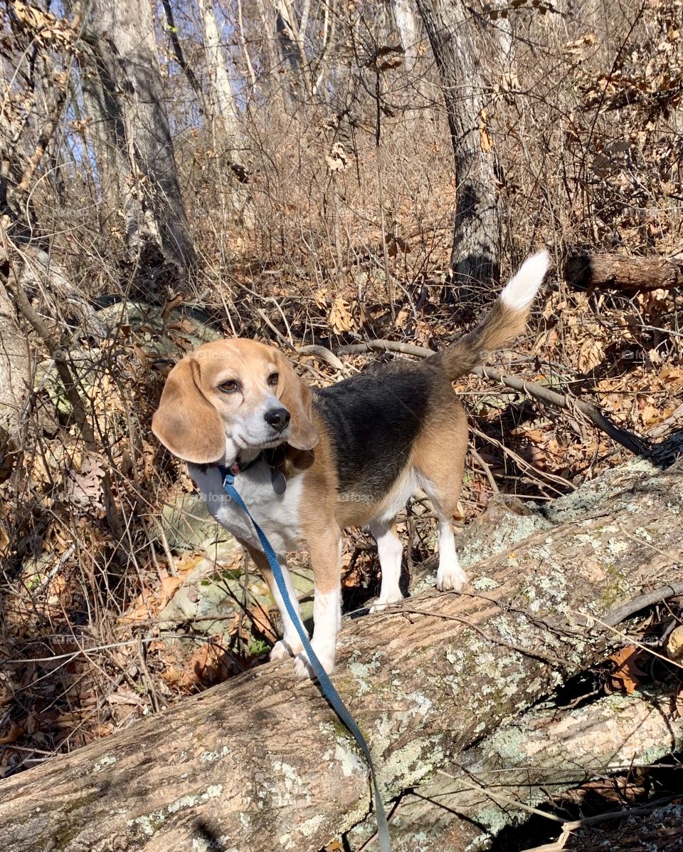 Hiking with a Beagle