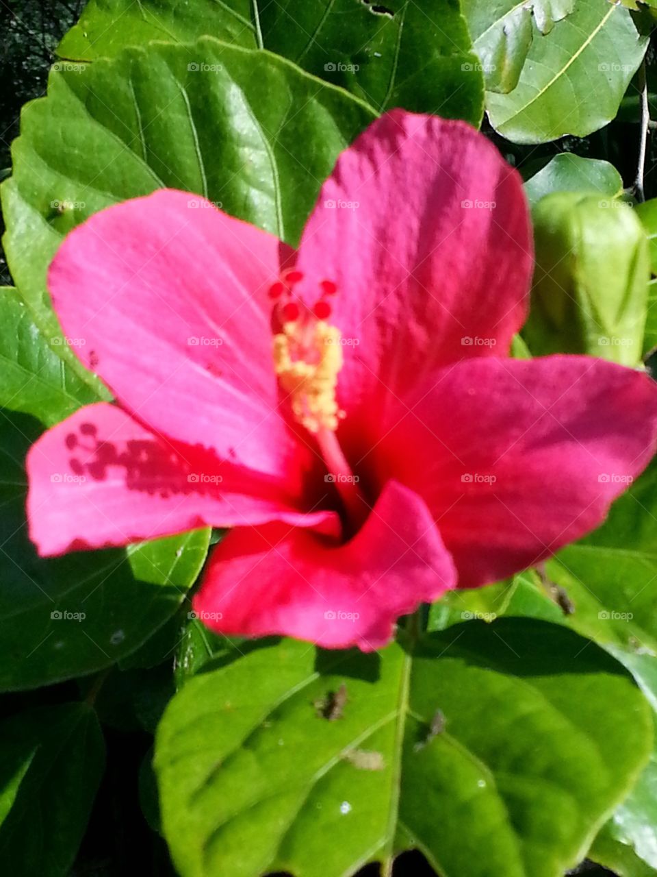 Flower Hibiscus 