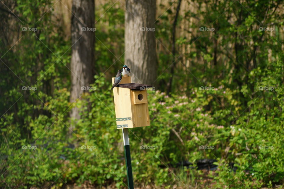 Bird, Nest, Birdhouse, Wildlife, Outdoors