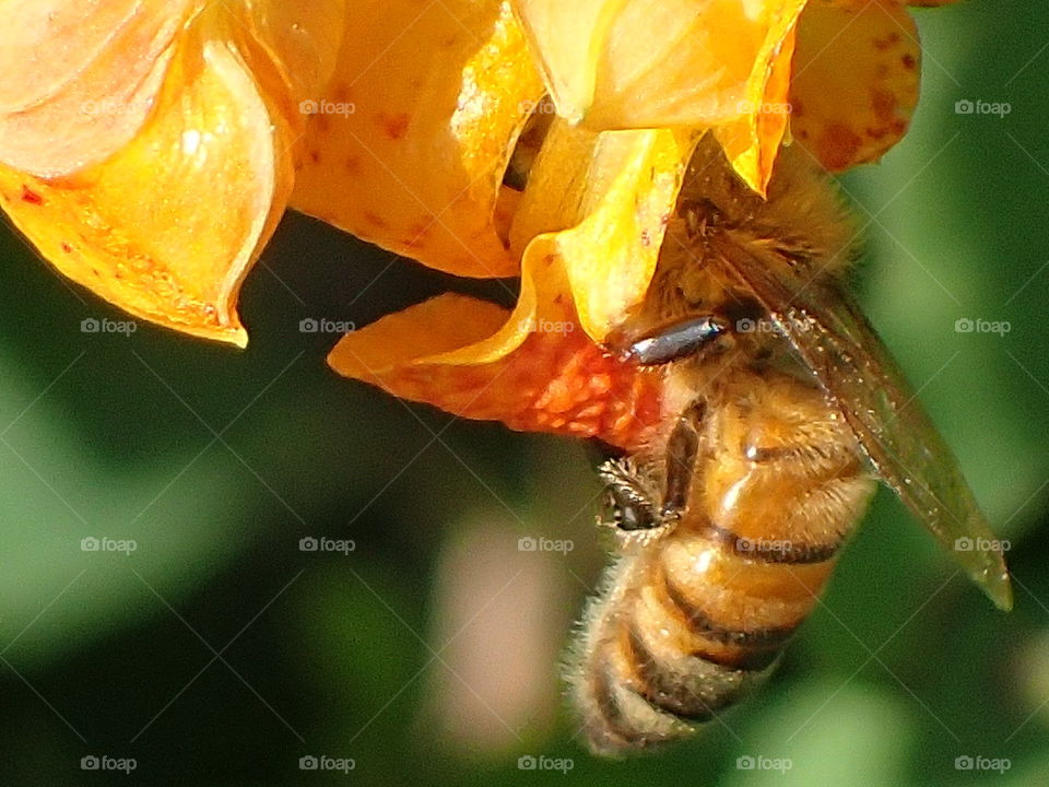 Honey bee poking her head into Jewelweed 