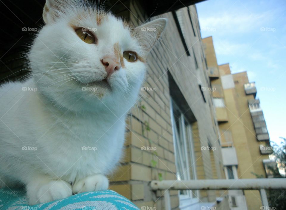 cat on the balcony view