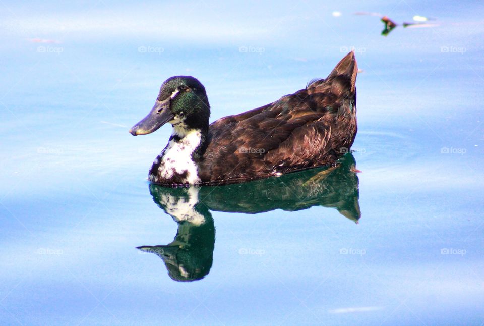 reflection of a duck to the water