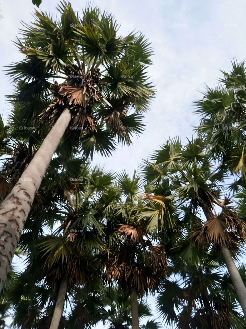 palm
tree
landscape
tall
nature