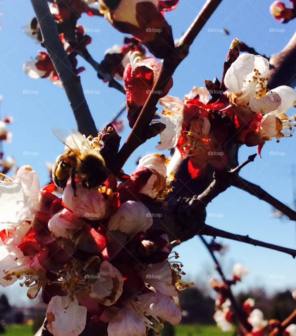Honey bee
