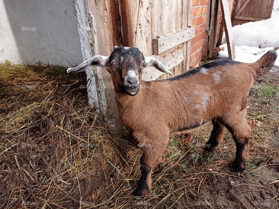 A little goat on a walk.