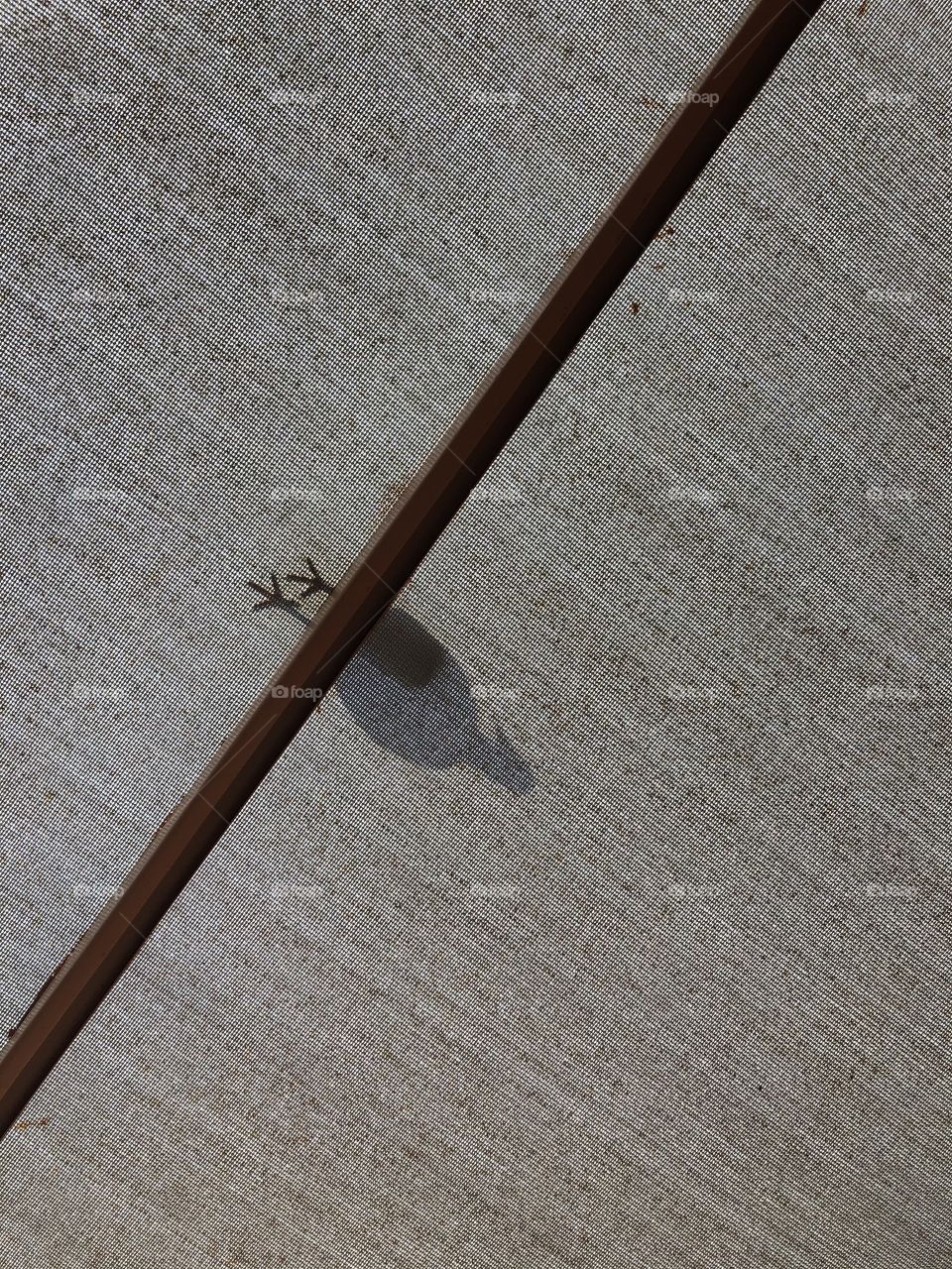 Shadow of a pigeon on the netting. The angle of the shadow almost makes it ook like the pigeon is horizontal instead vertical.  