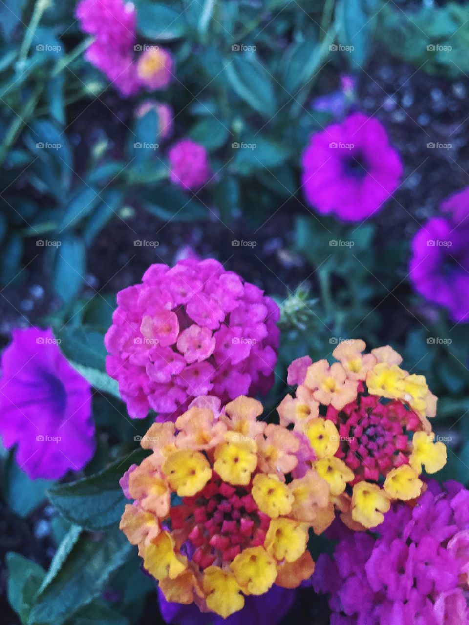 Beautiful flower blossoms of lantana - shrub verbenas.