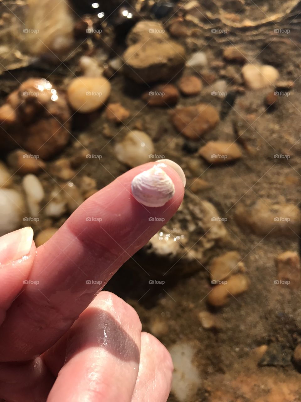 Tiny Seashell on Finger