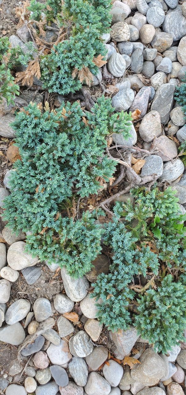 plant and stones