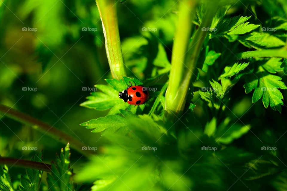 Ladybird on plant