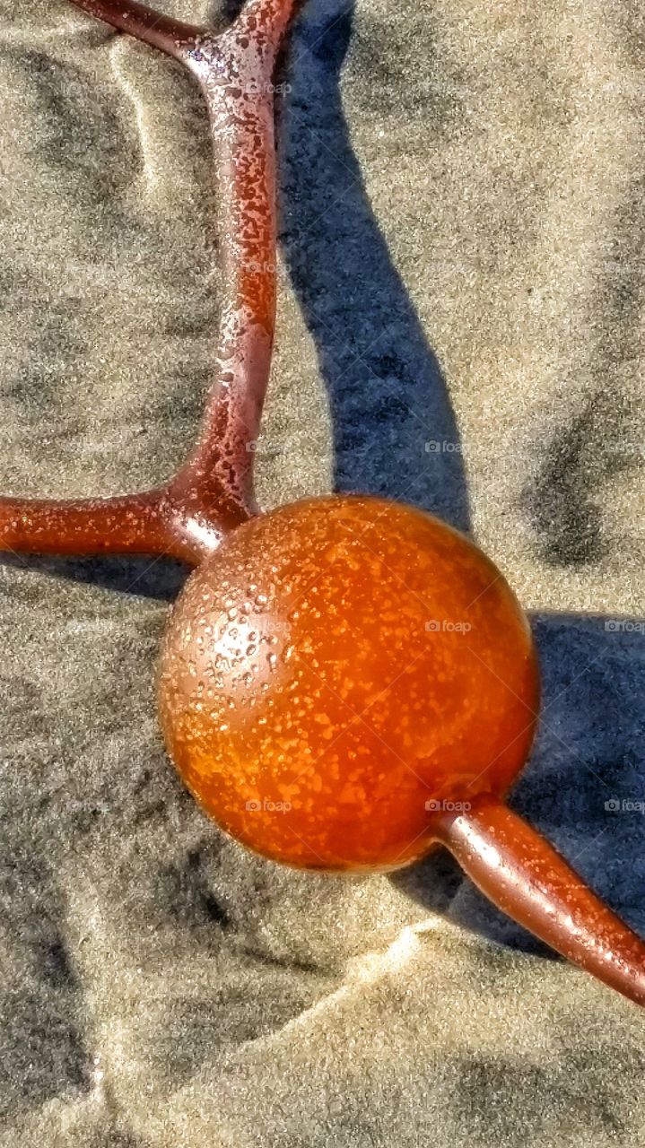 Seaweed & Sand. Seaweed washed upon sandy beach in Encinitas.