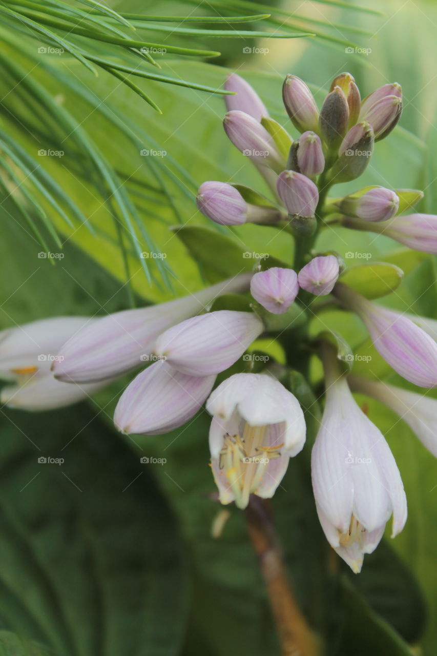 Flowers, buds, lavender, lilies, bouquet, grass, nature, summer, plant, white flower,