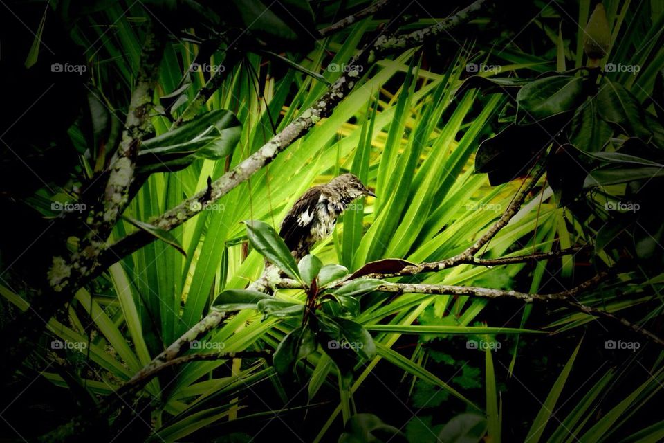 Mocking bird after a bath