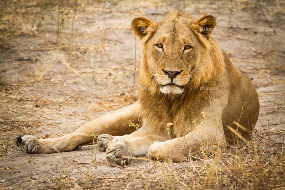 Wild and free animals - young lion male lying in the African bush looking at camera