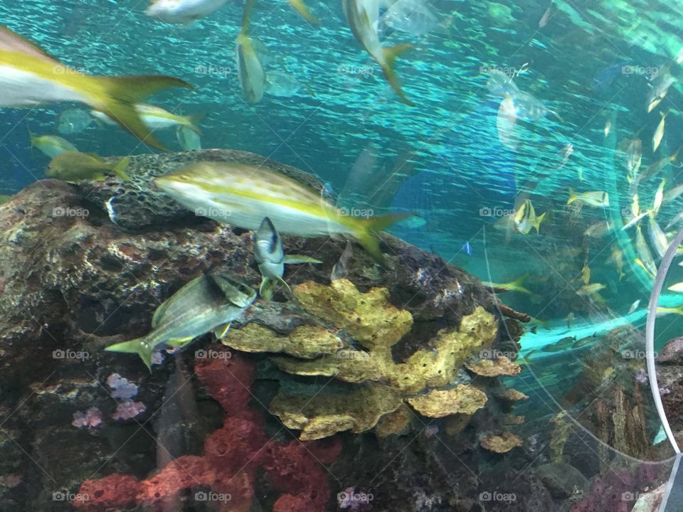 Ripley’s Aquarium downtown Toronto. 