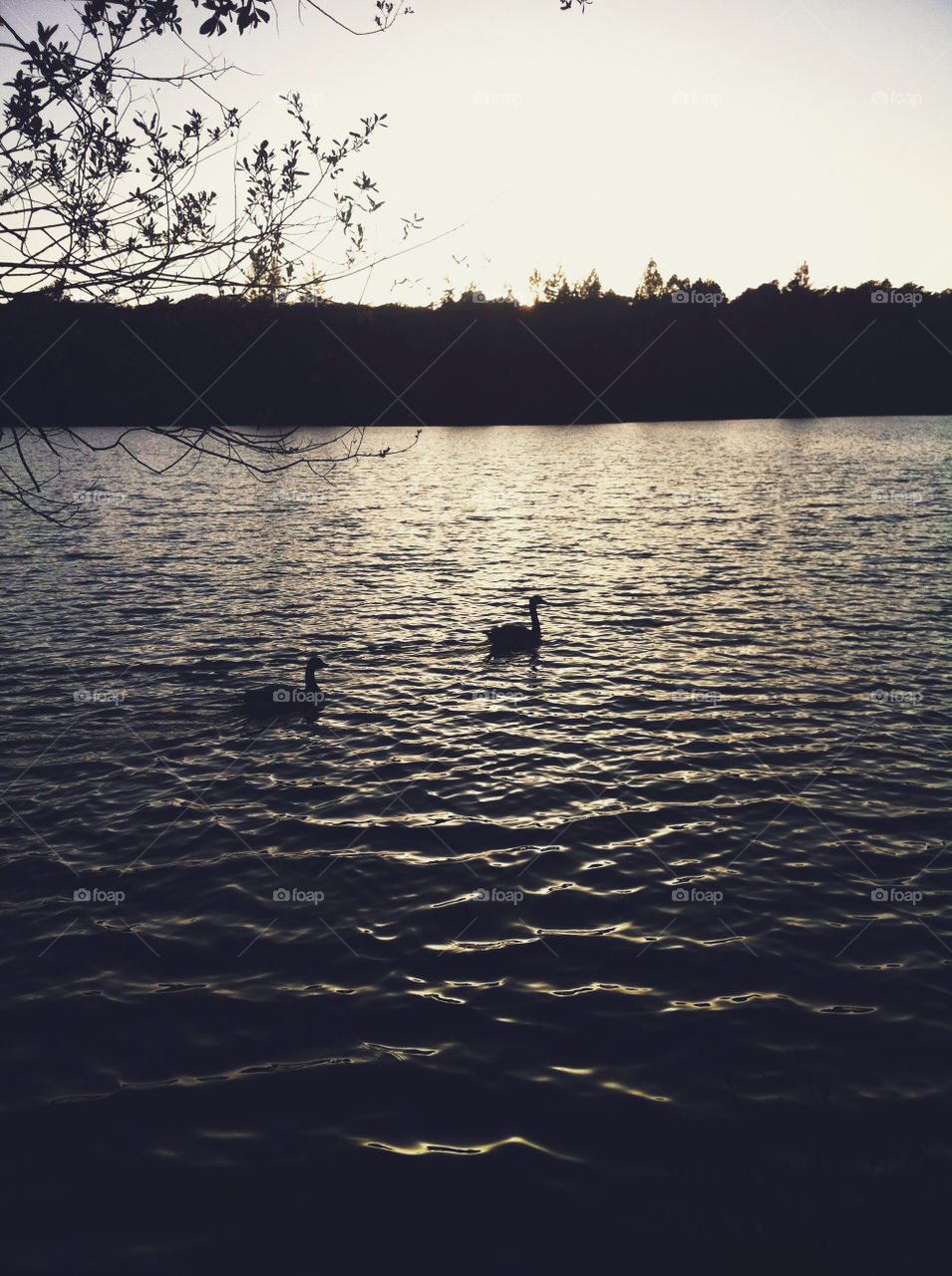 Two geese on a lake.