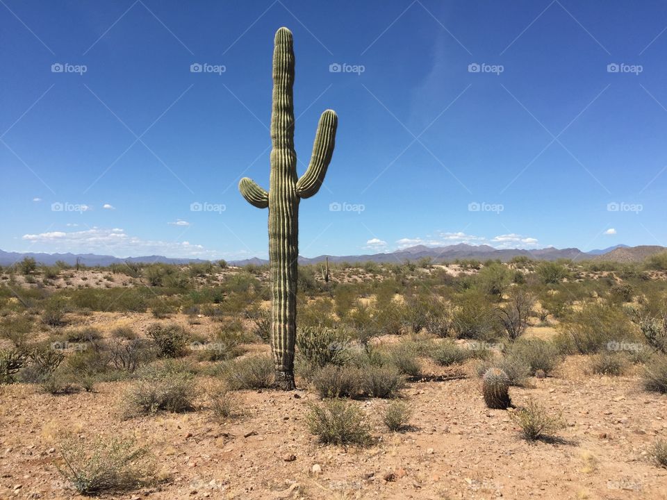Saguaro cactus in Arizona
