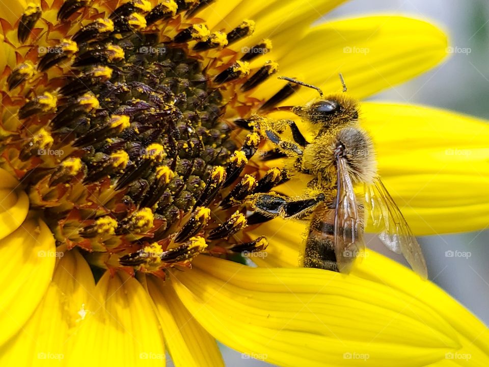 Honey bee covered on pollen, pollinating a common yellow sunflower