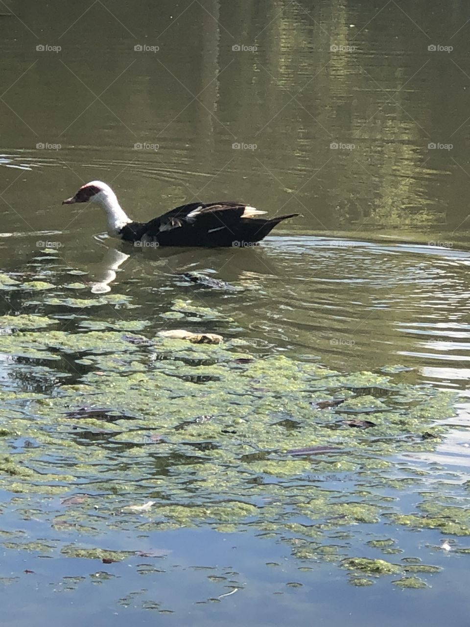 Rocking On The River