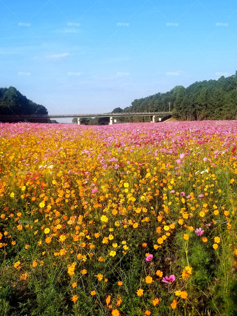 wildflowers