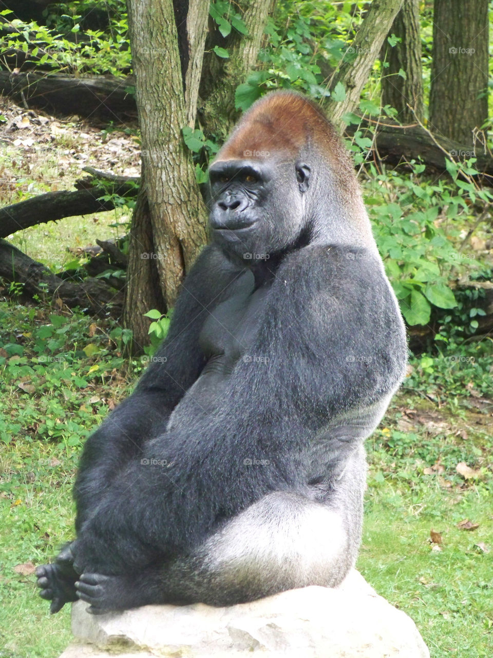 Silverback Lowland Gorilla on Rock. I photographed this magnificent silverback lowland gorilla at the Kansas City Zoo.
