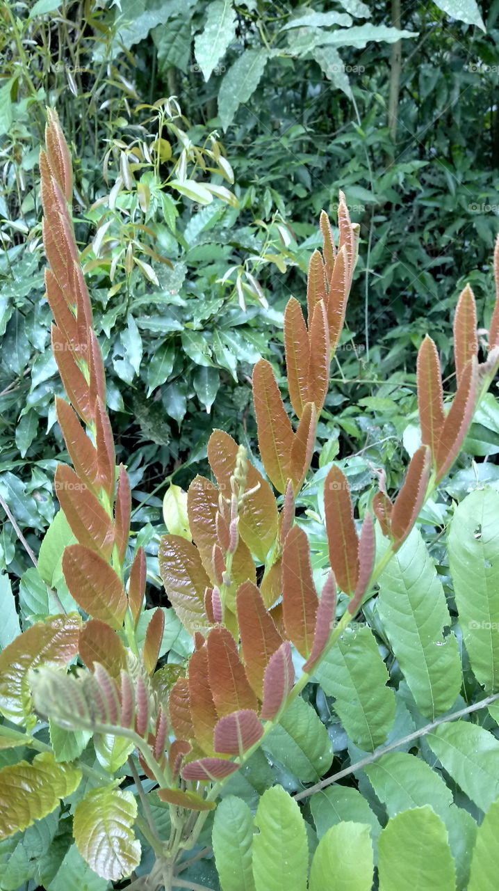 NATURE PLANTS TREE