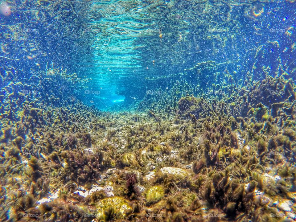 Underwater, Ocean, Sea, Coral, Reef