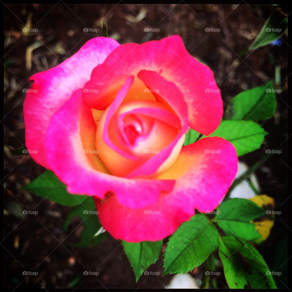 🌺Fim de #cooper - suado, cansado e feliz, curtindo a beleza das #flores.
🏁
#corrida
#running
#flowers
#CorujãoDaMadrugada
#alvorada
#flor