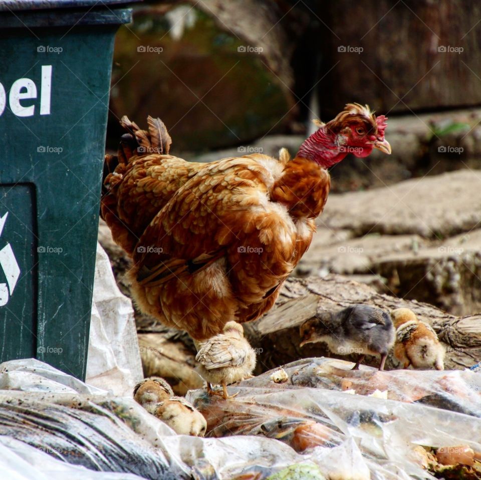 Chicken family in the recycling 