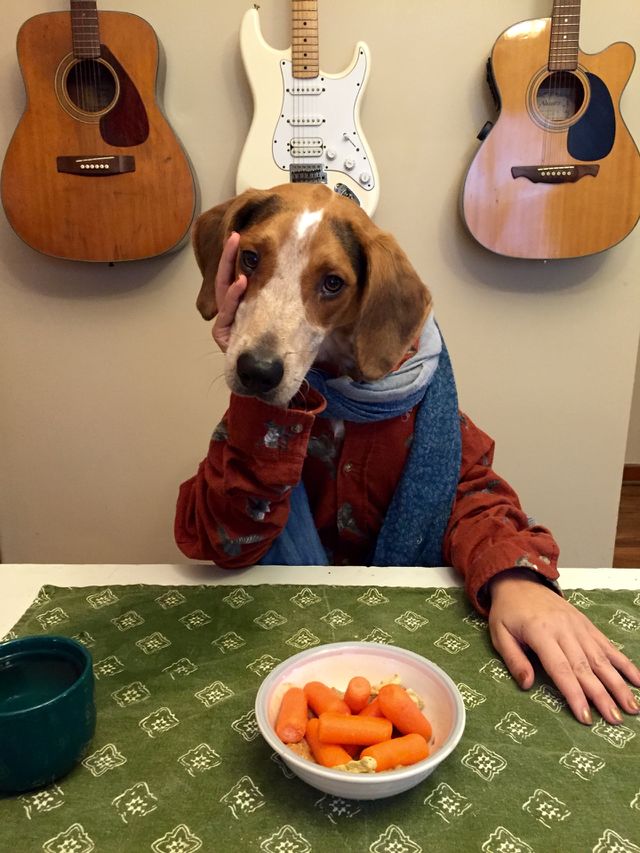 Bigsby the treeing walker coonhound sits at the dinner table & thinks about his long day 