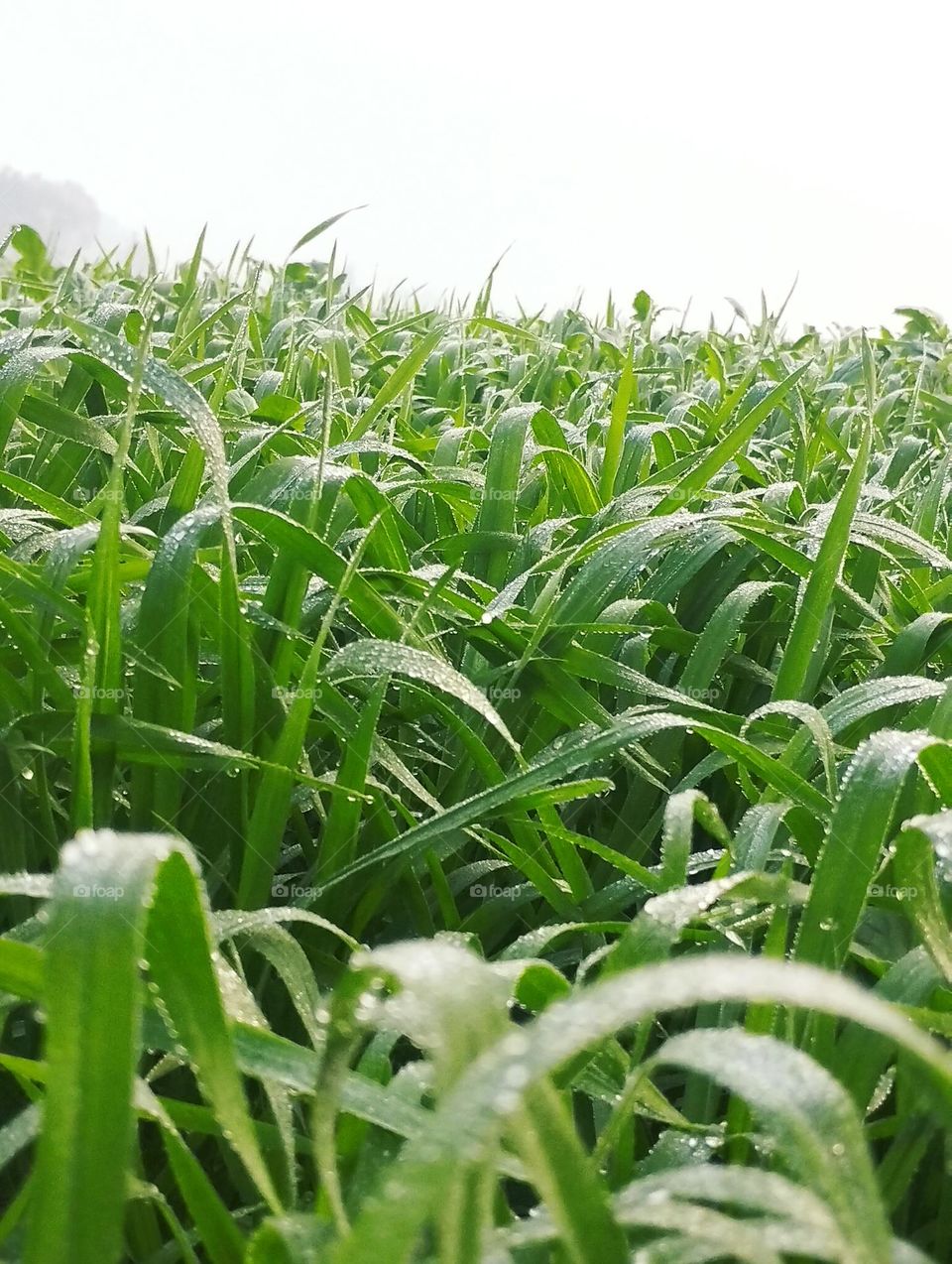 fresh green paddy plants leaf in the agricultural field