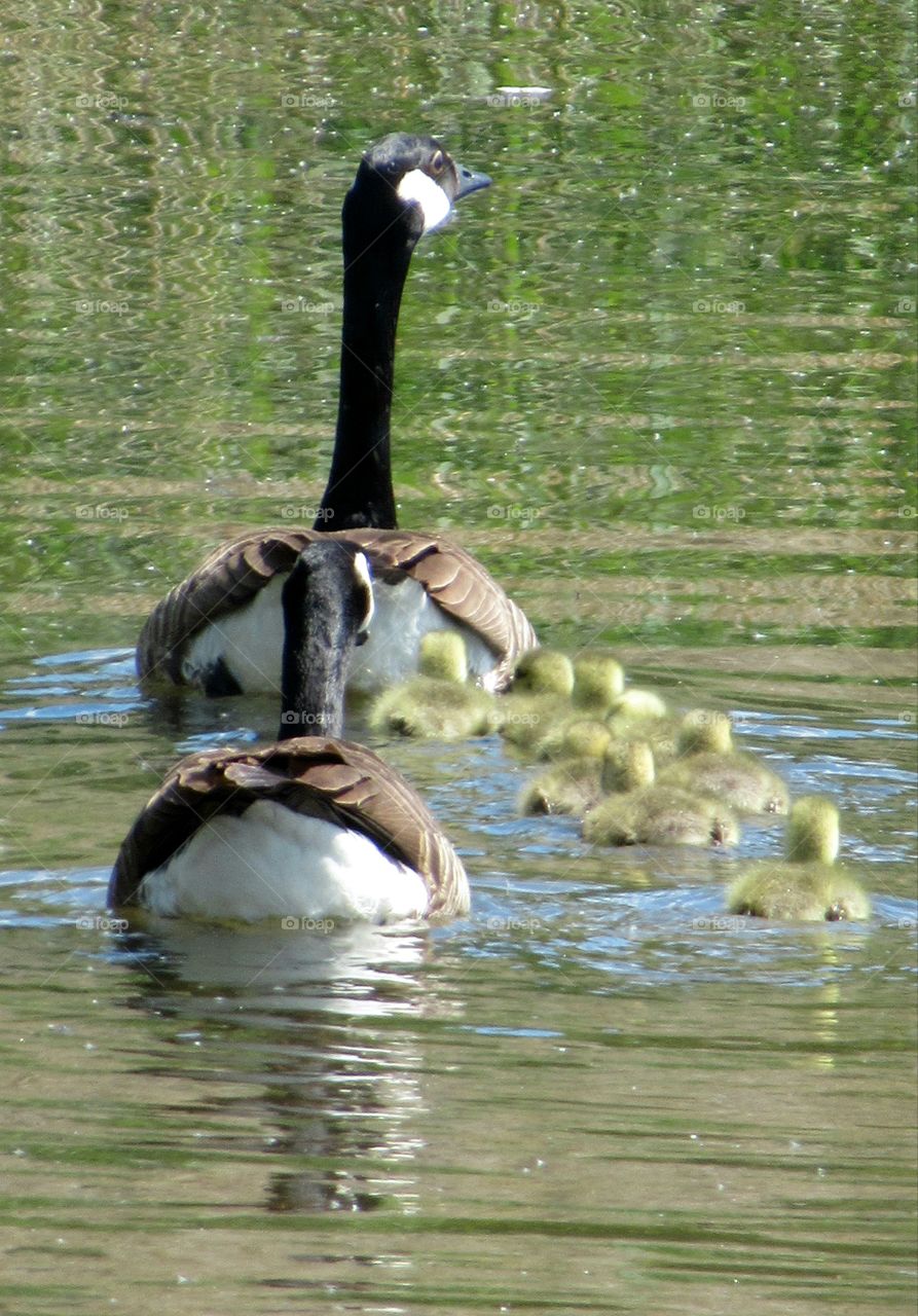 Canada geese parents with their baby goslings