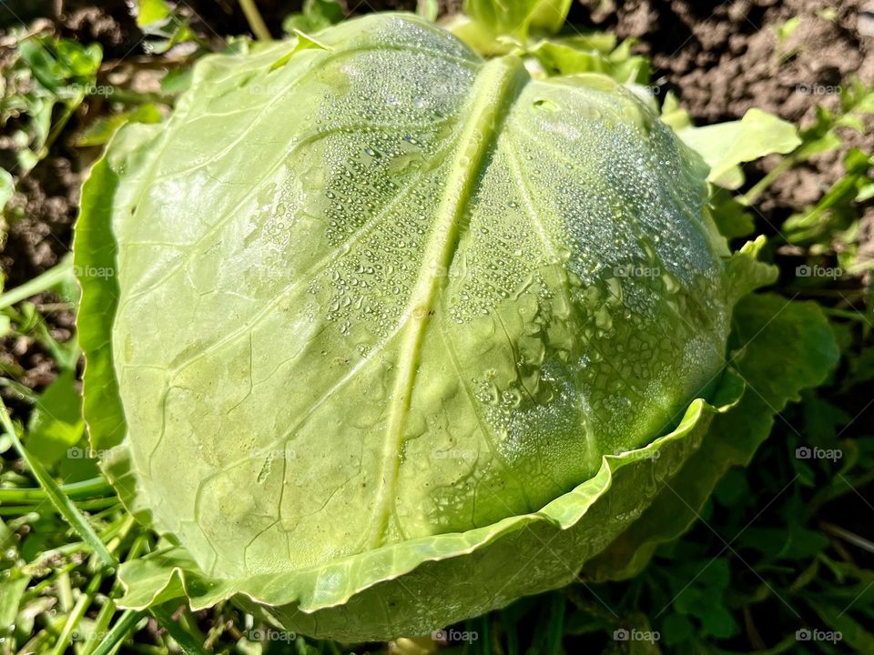 Cabbage with dew drops 