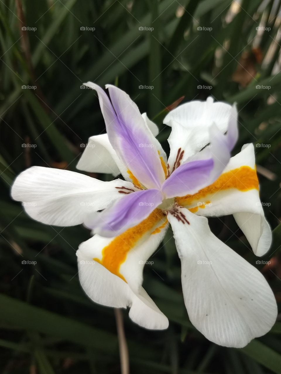 white, Orange and violet Flower