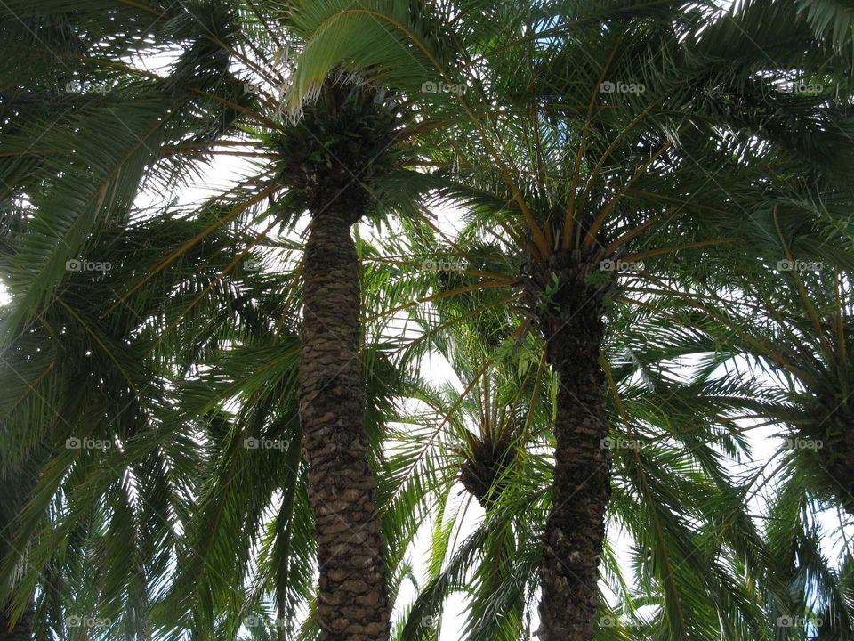 Palm Trees