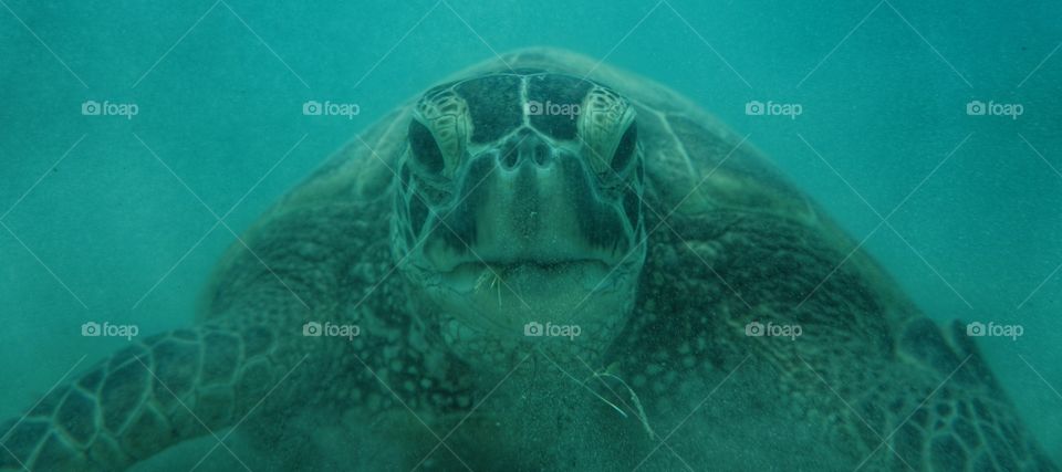 sea turtle eating