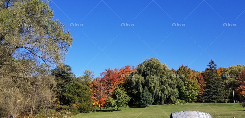 Blue sky fall color autumn foliage bright red orange green in new york
