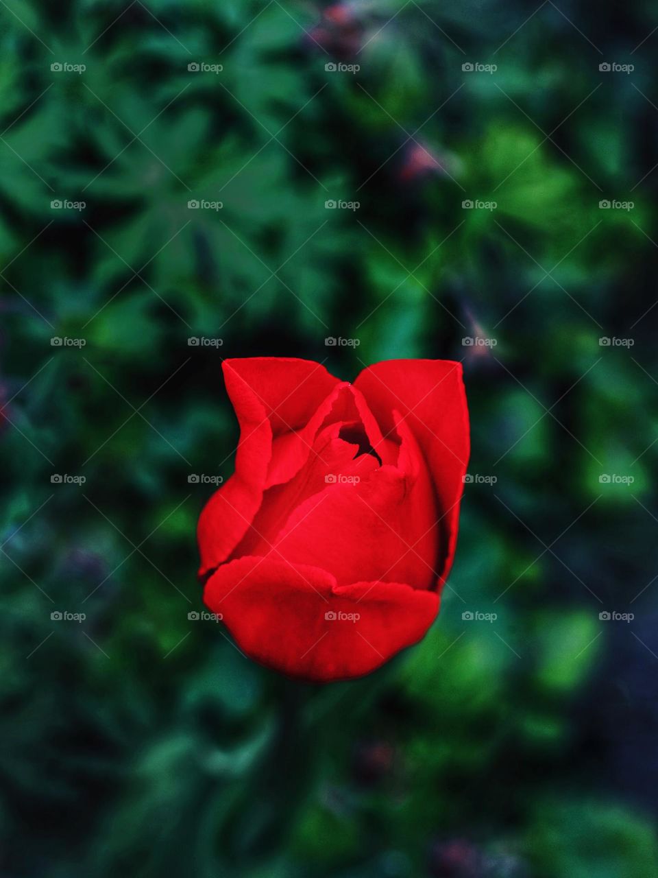 A beautiful red tulip in our garden, mooie tulpen. Dutch tulips, colorful red and green