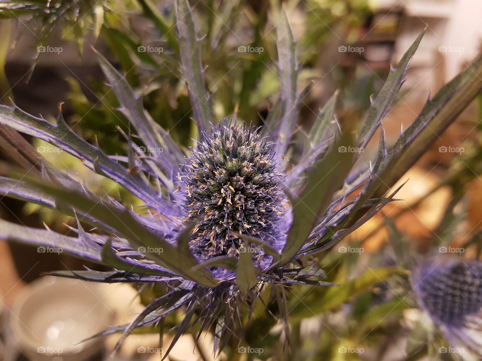 Close-up of a flower